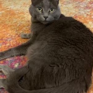 Lost Cat Caska