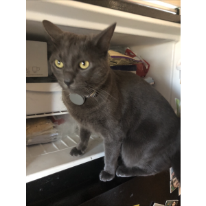 Lost Cat Cleopatra