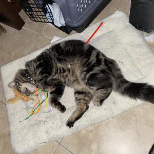 Lost Cat Oliver