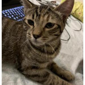 Lost Cat Athena