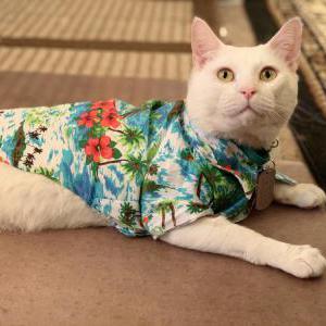 Lost Cat Aurelio