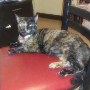 Lost Cat Bee aka Bella