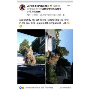 Lost Cat Kiki