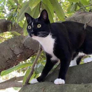 Lost Cat Sophie