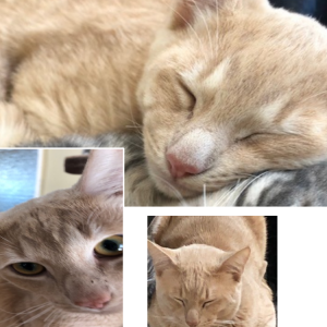 Lost Cat Colo