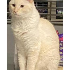 Lost Cat Momo