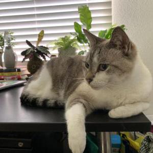 Lost Cat Meow/Coco