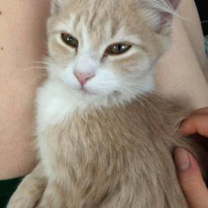 Lost Cat Yellow