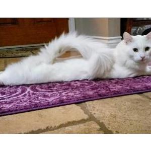 Lost Cat Chowder
