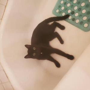 Lost Cat Luna