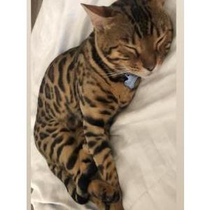 Lost Cat Bruno
