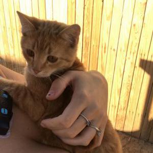 Found Cat Unknown