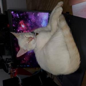 Lost Cat Cloud