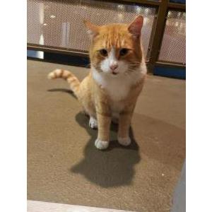 Found Cat unknown