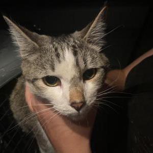 Found Cat Unknown