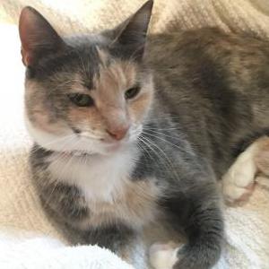 Lost Cat Emma