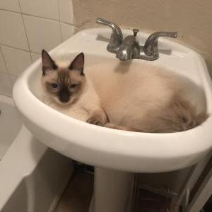 Lost Cat Tobias