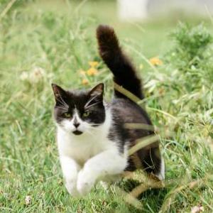Lost Cat Xena