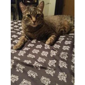 Lost Cat BigKitty