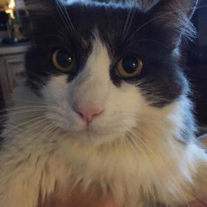 Lost Cat Mickey