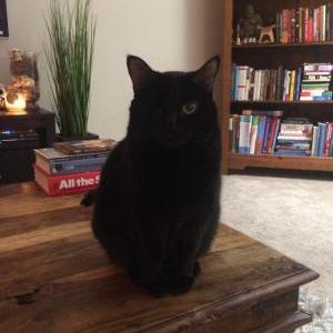 Lost Cat Angie