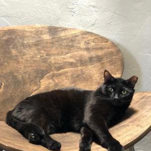 Lost Cat Wednesday