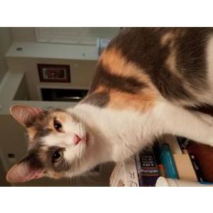Lost Cat Athena