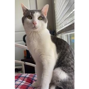 Lost Cat Fern