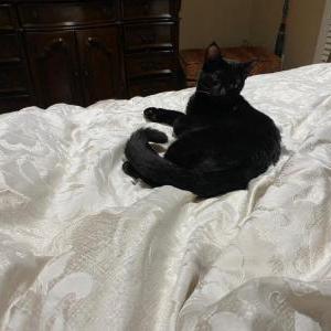 Lost Cat Espresso