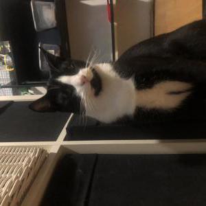 Lost Cat Sin