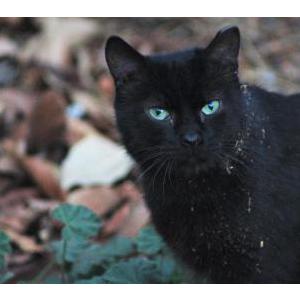 Found Cat Unknown