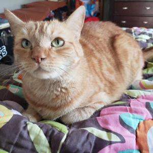 Lost Cat Beebs