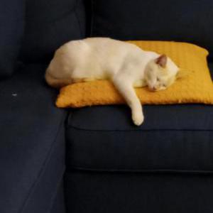 Lost Cat Lucy