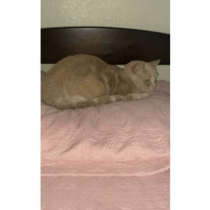 Lost Cat Precious