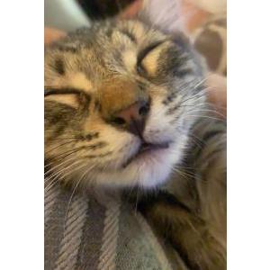 Lost Cat Fígaro