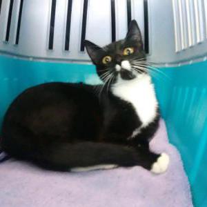 Lost Cat Kitty (new rescue)