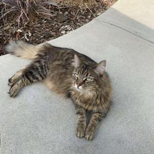 Lost Cat Bobby