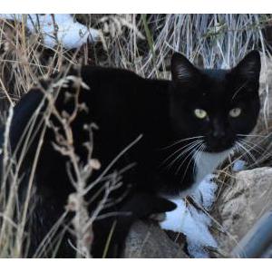 Found Cat unknown
