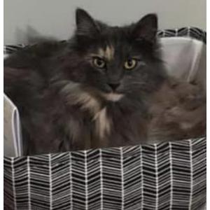 Lost Cat Grey