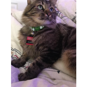 Lost Cat Charlie