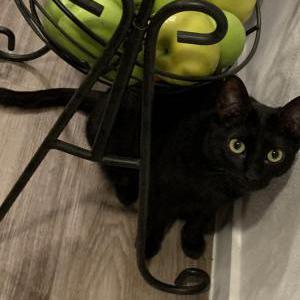 Lost Cat Jilly