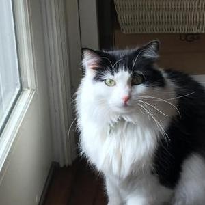Lost Cat Pinot