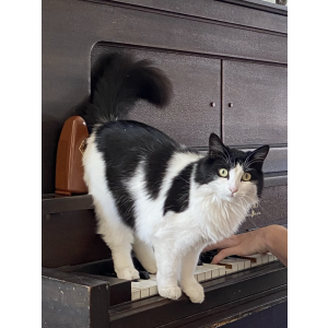 Lost Cat Kitty