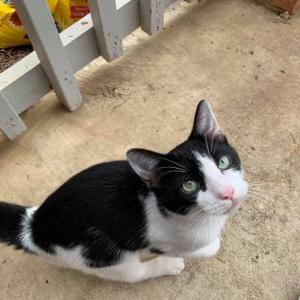 Found Cat unknown