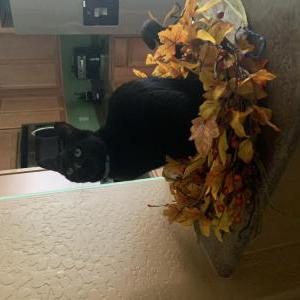 Lost Cat Peanut