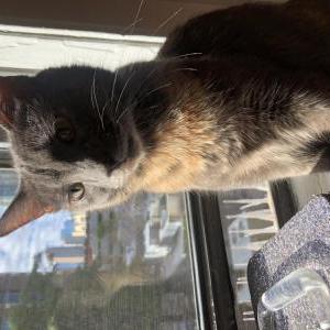 Lost Cat Venice
