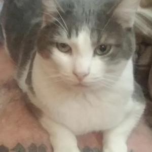 Lost Cat Sid