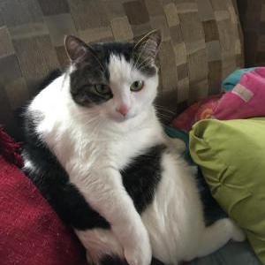 Lost Cat Angel