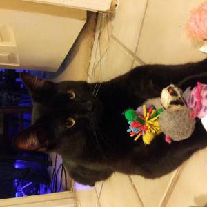Lost Cat niki