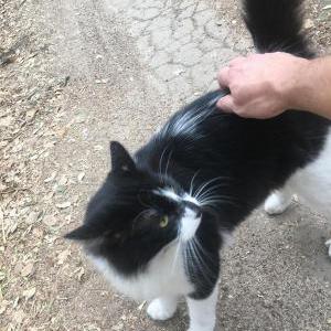 Lost Cat Bamba Bear